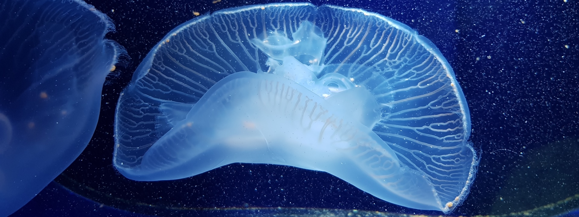 Meduse Aurelia aurita......