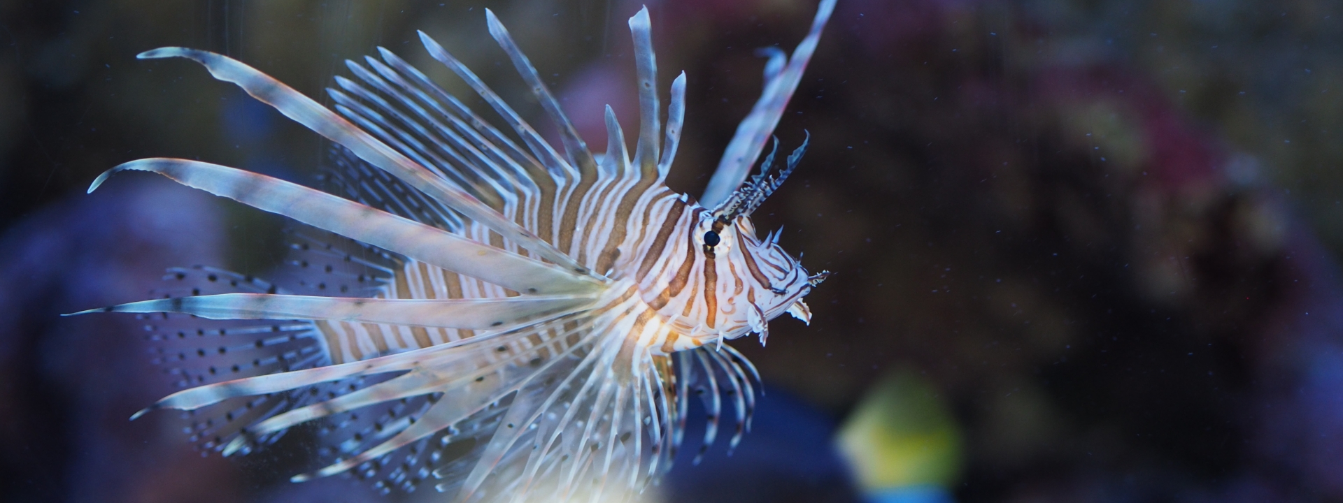 Il pesce scorpione e i suoi eleganti aculei....