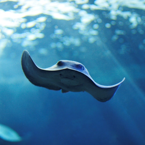 L'Acquario di Cala Gonone riapre dal 22 marzo