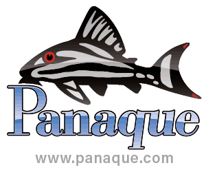 Panaque